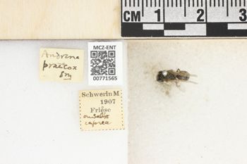 Media type: image;   Entomology 771565 Aspect: Labels